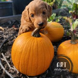 Goldendoodle Puppies from BasilBella’s Doodles