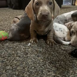 Dachshund Puppies from 307 doxies