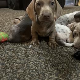 Dachshund Puppies from 307 doxies