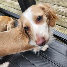 Mazie - Dachshund