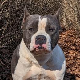 Frost - American Staffordshire Terrier