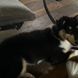 Midnight - Black white and tan female Collie puppy in Barnesville, Georgia from Collie farm