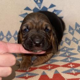 Basset Hound Puppies from Boulder Oak Bassets