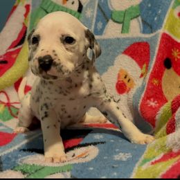 Fairuza - White and black female Dalmatian puppy in Las Vegas, Nevada from 101 Dew Dream Valley Dalmatians