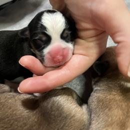 American Corgi and Pembroke Welsh Corgi Puppies from High Cotton Corgis