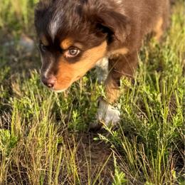 Peanut - Red tri male Miniature Australian Shepherd puppy in Pinnacle, North Carolina from Higher Elevations Mini Aussies
