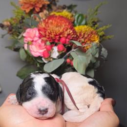 Mocha (red collar) - Parti female Poodle puppy in Plainfield, New Jersey from Caris Paws Poodles and Labradoodles