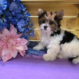 CTxBT Maya - Black tan and white female Biewer Terrier puppy in Leander, Texas from Central Texas Biewer Terriers
