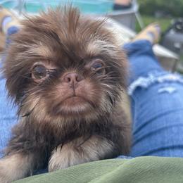 Ledger - Liver and white male Shih Tzu puppy in Trinity, North Carolina from Trinity Shih Tzu