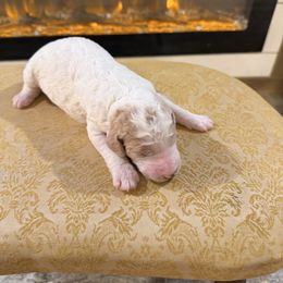 Prancee - Parti female Goldendoodle puppy in Indian Mound, Tennessee from Dana Walters