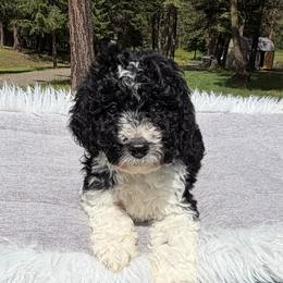Tucker - Black and white male Aussiedoodle puppy in Clarkston, Washington from Doodle & Poodle Palace