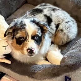 Millie - Blue merle female Australian Shepherd puppy in St. Paul, Oregon from Raybell Ridge Farm