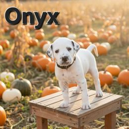 LUA Black Onyx - White and black male Dalmatian puppy in Phoenix, Arizona from Samba Flavors
