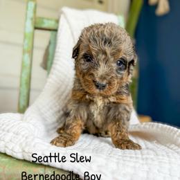 Seattle Slew - Blue merle male Bernedoodle puppy in Grove, Oklahoma from Guinn Family Farms
