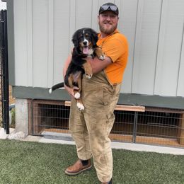 Bernese Mountain Dog Puppies from Hilltop K9