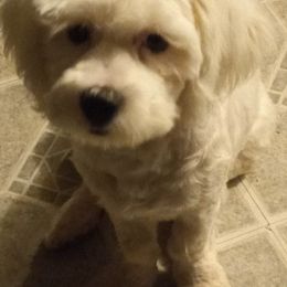 Shichons from Paws of Sunshine
