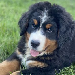 Bernedoodles, Bernese Mountain Dogs, and Goldendoodles from TurkeyCreek-K9