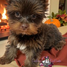 Ginger - Chocolate female Morkie puppy in Davenport, Florida from Fanci Pants Parti Yorkies