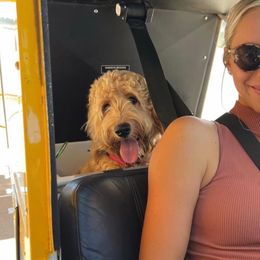 Bernedoodle and Goldendoodle Puppies from Hello Doodle Ranch