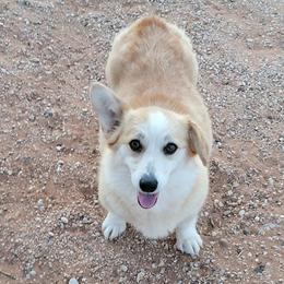 Rose - Pembroke Welsh Corgi
