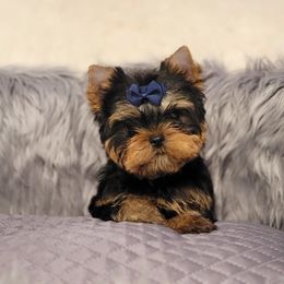 Chihuahua and Yorkshire Terrier Puppies from Royalty Tracks 👑🐾