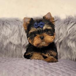 Chihuahua and Yorkshire Terrier Puppies from Royalty Tracks 👑🐾