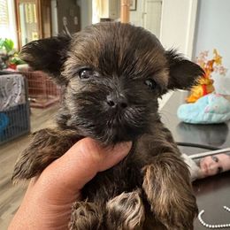 Male 3 Tiny - Brindle male Shorkie puppy in Albemarle, North Carolina from Wilson Kennel