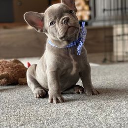 French Bulldog Puppies from Moon Mountain Frenchies