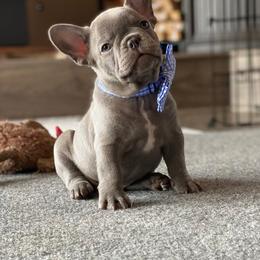 French Bulldog Puppies from Moon Mountain Frenchies