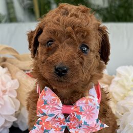 Ruby - Red  female Poodle puppy in Cape Coral, Florida from Ruby the poodle