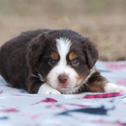 Miniature Australian Shepherd Puppies from Another Day Kennel at Cassel Ranch