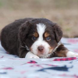 Miniature Australian Shepherd Puppies from Another Day Kennel at Cassel Ranch