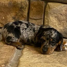 Maizey - Dapple female Dachshund puppy in Elizabethtown, Kentucky from Teeny Tiny Puppy Tails