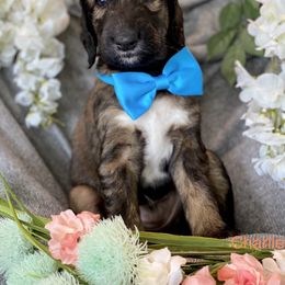 Boy 2 - Afghan Hound puppy in Wamego, Kansas from Swanah