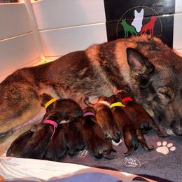 Yellow Collar - Sable female German Shepherd puppy in Prospect, Connecticut from Di Massimo Canile