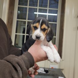 Beagle and Pembroke Welsh Corgi Puppies from Country Acres Farm