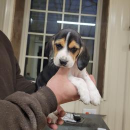 Beagle and Pembroke Welsh Corgi Puppies from Country Acres Farm