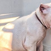 Girl 1 - Dogo Argentino puppy in Pueblo, Colorado from Palace Guard Dogos