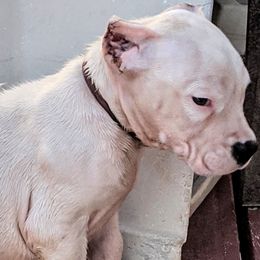 Girl 1 - Dogo Argentino puppy in Pueblo, Colorado from Palace Guard Dogos