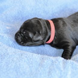 Labrador Retriever Puppies from Loudon's Labradors