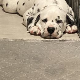 Dalmatian Puppies from Alofa Dalmatians