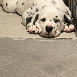 Dalmatian Puppies from Alofa Dalmatians