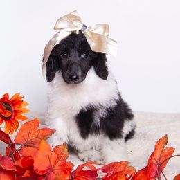Juliette (Justin) - Parti female Poodle puppy in Meadowbrook, California from Standard Poodle Pups