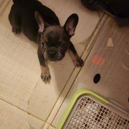 French Bulldog Puppies from Taylor-Made Luxury Kennels
