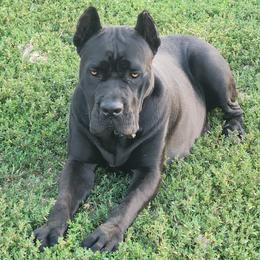 Remi - Cane Corso
