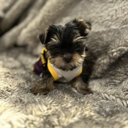Lily - Black and tan female Yorkshire Terrier puppy in Las Vegas, Nevada from LV3M Cane Corso