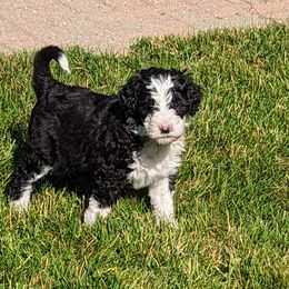Boy 1 - Goldendoodle puppy in Michigan from Happy Chaos Farm