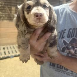 Barney - Dapple male Dachshund puppy in Sallisaw, Oklahoma from Wild West Dachshunds