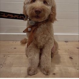 Australian Labradoodle and Labradoodle Puppies from Doodles_Ko