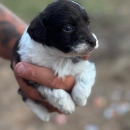 Sky - Brown and white female Aussiedoodle puppy in Timpson, Texas from Double S Kennel